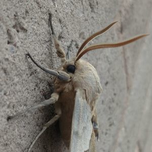 Meet your Posher, Cheyenne